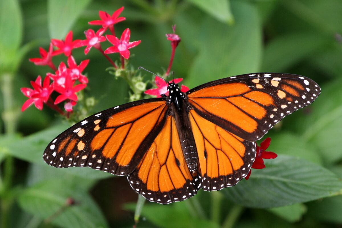 Видео где бабочка. Имаго бабочки. Имаго чешуекрылые. Бабочка Монарх. Махагон бабочка.